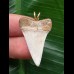 3,0 cm weißer spitzer Zahn des Mako Hai als Anhänger