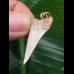 3,0 cm weißer spitzer Zahn des Mako Hai als Anhänger