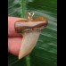 3,5 cm schöner Zahn des Isurus planus als Anhänger 3,5 cm schöner Zahn des Isurus planus als Anhänger