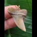3,5 cm schöner Zahn des Isurus planus als Anhänger 3,5 cm schöner Zahn des Isurus planus als Anhänger