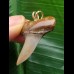 3,5 cm schöner Zahn des Isurus planus als Anhänger 3,5 cm schöner Zahn des Isurus planus als Anhänger