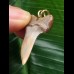 3,5 cm schöner Zahn des Isurus planus als Anhänger 3,5 cm schöner Zahn des Isurus planus als Anhänger