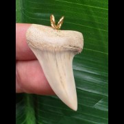 3,6 cm sehr heller Zahn des Isurus planus als Anhänger