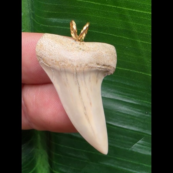 3,6 cm sehr heller Zahn des Isurus planus als Anhänger