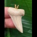 3,6 cm sehr heller Zahn des Isurus planus als Anhänger