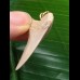 3,6 cm sehr heller Zahn des Isurus planus als Anhänger