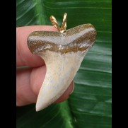 3,4 cm weißer Zahn des Isurus planus als Anhänger