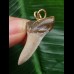 3,4 cm weißer Zahn des Isurus planus als Anhänger 3,4 cm weißer Zahn des Isurus planus als Anhänger