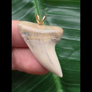 3,7 cm graublauer Zahn des Isurus planus als Anhänger