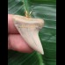 3,7 cm graublauer Zahn des Isurus planus als Anhänger 3,7 cm graublauer Zahn des Isurus planus als Anhänger