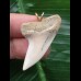 3,7 cm graublauer Zahn des Isurus planus als Anhänger 3,7 cm graublauer Zahn des Isurus planus als Anhänger