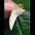 3,7 cm graublauer Zahn des Isurus planus als Anhänger 3,7 cm graublauer Zahn des Isurus planus als Anhänger