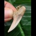 3,7 cm graublauer Zahn des Isurus planus als Anhänger 3,7 cm graublauer Zahn des Isurus planus als Anhänger