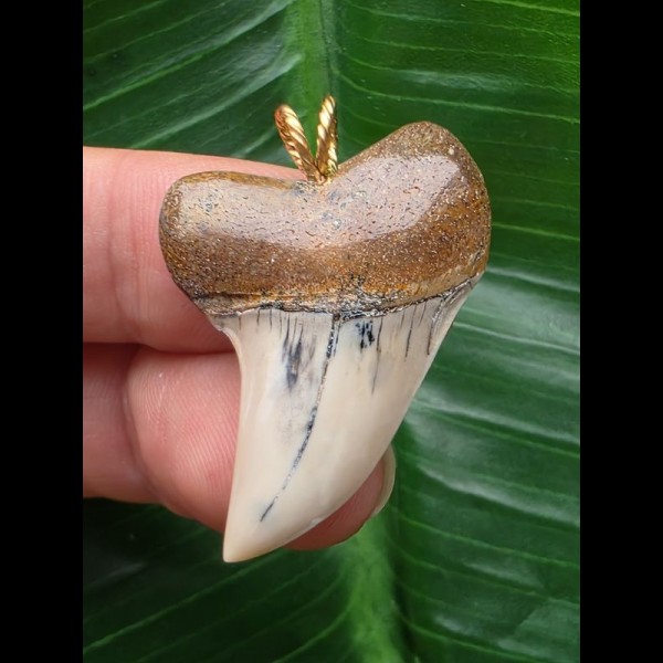 3,4 cm schöner Zahn des Isurus planus mit massiver Wurzel als Anhänger