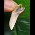 3,4 cm schöner Zahn des Isurus planus mit massiver Wurzel als Anhänger