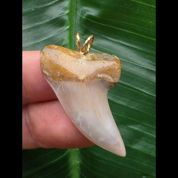 3,7 cm graublauer gebogener Zahn des Isurus planus als Anhänger 3,7 cm graublauer gebogener Zahn des Isurus planus als Anhänger