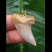 3,7 cm graublauer gebogener Zahn des Isurus planus als Anhänger 3,7 cm graublauer gebogener Zahn des Isurus planus als Anhänger
