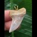 3,7 cm graublauer gebogener Zahn des Isurus planus als Anhänger 3,7 cm graublauer gebogener Zahn des Isurus planus als Anhänger