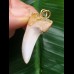 3,7 cm graublauer gebogener Zahn des Isurus planus als Anhänger 3,7 cm graublauer gebogener Zahn des Isurus planus als Anhänger