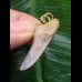 3,7 cm graublauer gebogener Zahn des Isurus planus als Anhänger 3,7 cm graublauer gebogener Zahn des Isurus planus als Anhänger