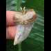 3,7 cm gemusterter Zahn des Isurus planus als Anhänger