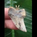 3,7 cm gemusterter Zahn des Isurus planus als Anhänger
