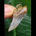 3,7 cm gemusterter Zahn des Isurus planus als Anhänger