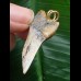 3,7 cm gemusterter Zahn des Isurus planus als Anhänger