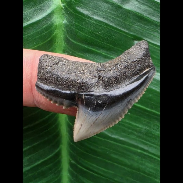 3,1 cm großer schöner Zahn des Tigerhai [TH57]