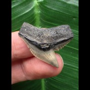 3,0 cm scharfer grauer Zahn des Tigerhai [TH88]