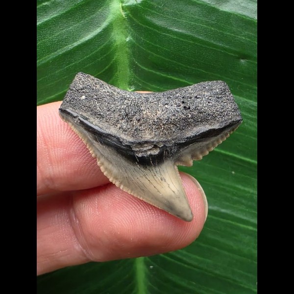 3,0 cm scharfer grauer Zahn des Tigerhai [TH88]