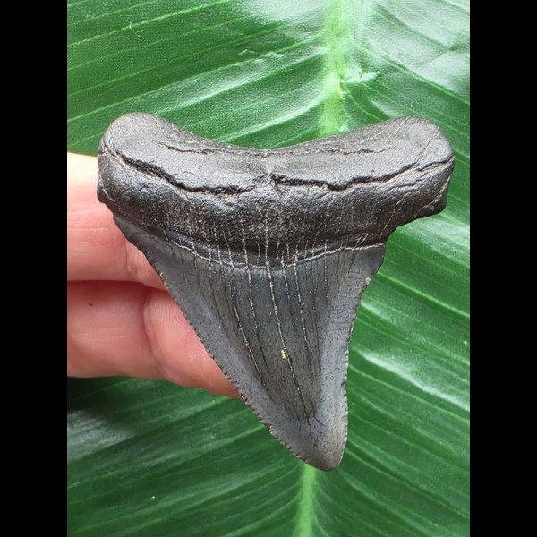 4,9 cm dunkler blauer Zahn des Megalodon [TX731]
