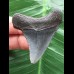 4,9 cm dunkler blauer Zahn des Megalodon [TX731]