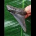 4,9 cm dunkler blauer Zahn des Megalodon [TX731]
