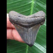 4,2 cm dunkler blauer Zahn des Carcharocles Chubutensis [TX758]