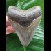 8,1 cm schön erhaltener Zahn des Megalodon [TX805]