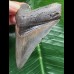 8,1 cm schön erhaltener Zahn des Megalodon [TX805]