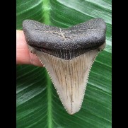 4,8 cm schöner grauer Zahn des Carcharocles Angustidens [TX838]