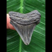 3,6 cm dunkler scharfer Zahn des Carcharocles Angustidens [TX839]