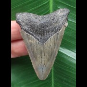 6,1 cm grauer Zahn des Carcharocles Angustidens [TX840]