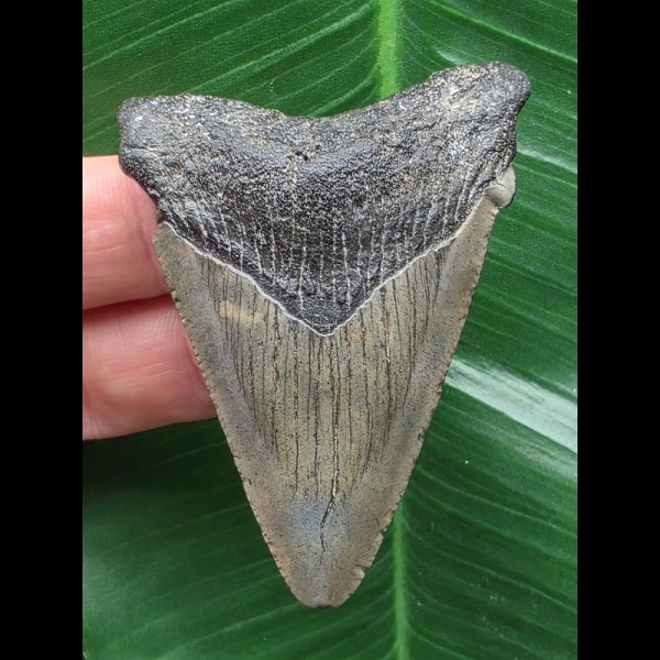 6,1 cm grauer Zahn des Carcharocles Angustidens [TX840]