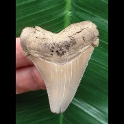 4,8 cm heller Zahn des Carcharocles Auriculatus [TX842]