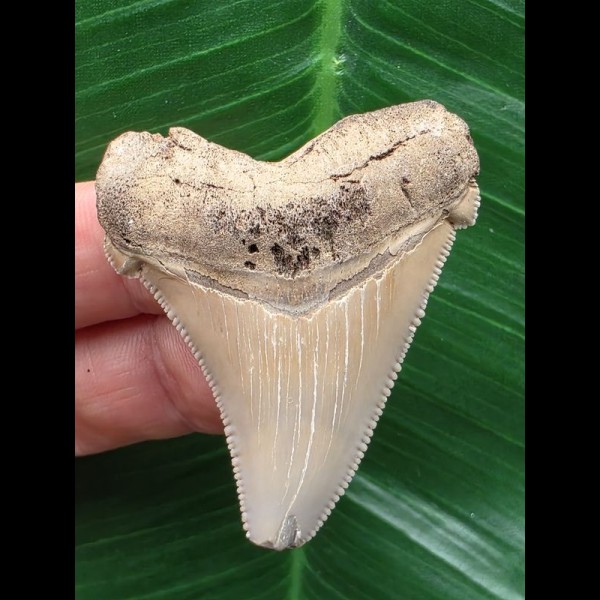 4,8 cm heller Zahn des Carcharocles Auriculatus [TX842]