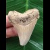 4,8 cm heller Zahn des Carcharocles Auriculatus [TX842]
