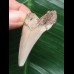 4,8 cm heller Zahn des Carcharocles Auriculatus [TX842]