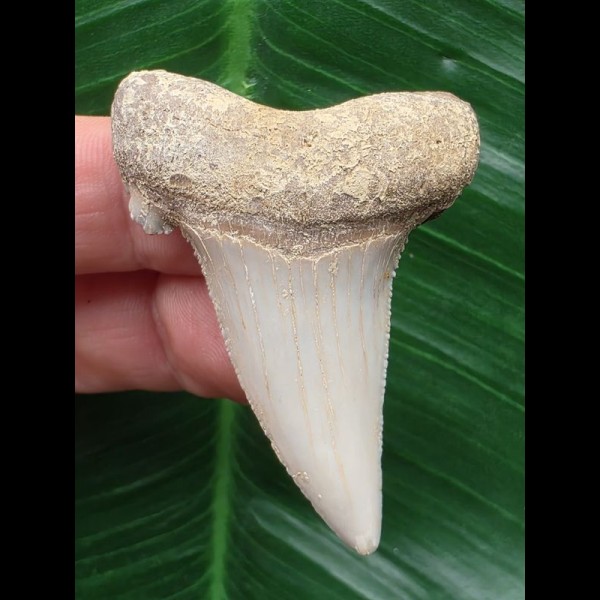 5,1 cm heller gebogener Zahn des Carcharocles Auriculatus [TX844]