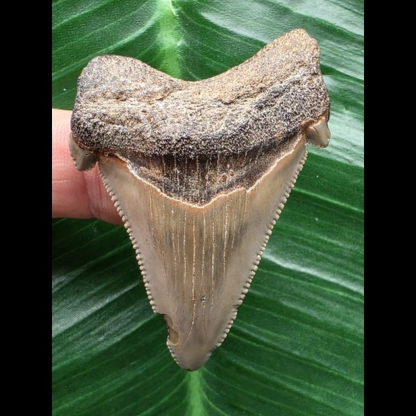 5,0 cm großer grau-brauner Zahn des Carcharocles Auriculatus [TX845]