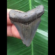 4,2 cm blauer Zahn des Carcharocles Chubutensis [TX846]