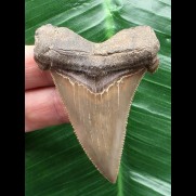 6,3 cm großer wunderbar erhaltener Zahn des Carcharocles Auriculatus [TX852]