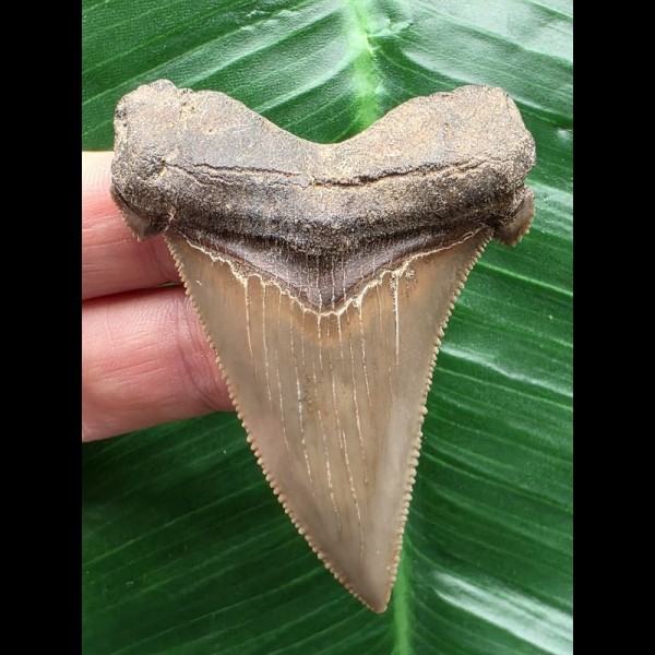 6,3 cm großer wunderbar erhaltener Zahn des Carcharocles Auriculatus [TX852]